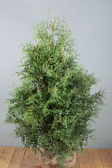 Thuja 