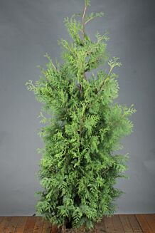 Thuja 