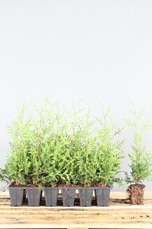 Thuja 