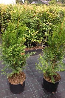 Thuja 