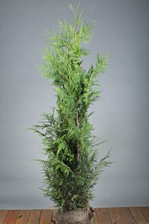 Thuja 