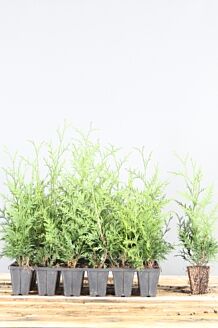 Thuja 