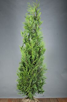 Thuja 