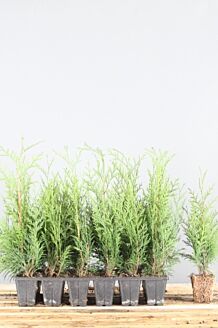 Thuja 