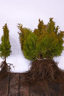Thuja 