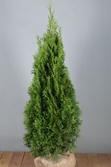 Thuja 
