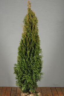 Thuja 