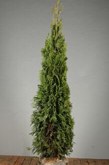 Thuja 