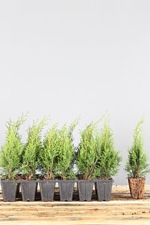 Thuja 