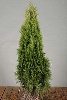 Thuja 