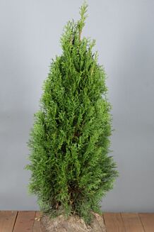 Thuja 