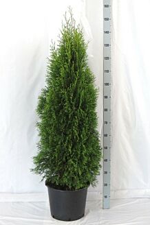 Thuja 