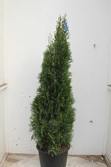 Thuja 