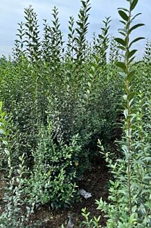 Vintergr&oslash;n liguster 