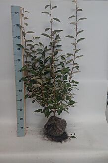 Sølvblad klump 80-100 cm Klump