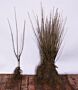 Almindelig-Liguster-Barrods-40-60