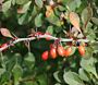 Berberis-ALG INZ
