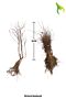 Berberis-Barrods-20-30