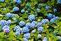 Bondehortensia-Bla-ALG HAAG