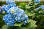 Bondehortensia-Bla-ALG INZ