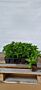 Bondehortensia-Bla-Klump-20-25