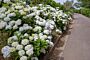 Bondehortensia-Hvid-ALG HAAG