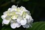 Bondehortensia-Hvid-ALG INZ