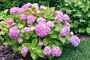 Bondehortensia-Rosa-ALG HAAG