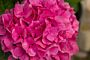 Bondehortensia-Rosa-ALG INZ