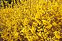 Forsythia-Spectabilis-ALG HAAG