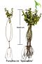 Forsythia-Spectabilis-Barrods-40-60