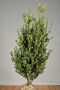 Japansk-Kristtorn-Klump-100-125