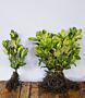 Kirsebærlaurbær-Rotundifolia-Barrods-40-60