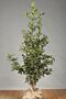 Kristtorn-Alaska-Klump-100-125