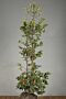 Kristtorn-Alaska-Klump-125-150