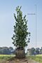 Kristtorn-Heckenfee-Klump-125-150