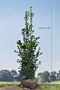 Kristtorn-Heckenfee-Klump-150-175