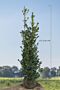 Kristtorn-Heckenfee-Klump-175-200