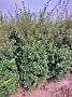 Osmanthus-Burkwoodii-Klump-150-175