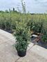 Osmanthus-Burkwoodii-Potte-125-150