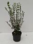 Osmanthus-Burkwoodii-Potte-30-40