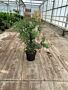 Osmanthus-Burkwoodii-Potte-80-100