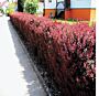 Rød-Berberis-ALG HAAG