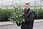 Rhododendron-Roseum-Potte-40-50