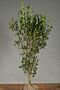 Storbladet-Liguster-Klump-125-150