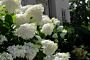 Syrenhortensia-Hvid-ALG HAAG