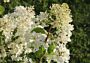 Syrenhortensia-Hvid-ALG INZ