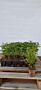 Syrenhortensia-Hvid-Klump-25-30