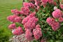 Syrenhortensia-Rod-ALG INZ