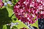 Syrenhortensia-Rod-ALG INZ